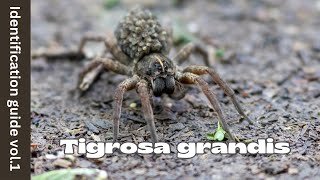 Tigrosa grandis Identification [upl. by Abocaj]