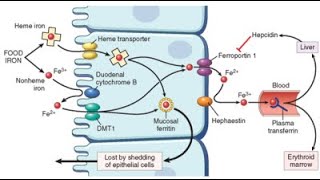 Hypochromic microcytic anemia lecture April 2020 [upl. by Shanta]