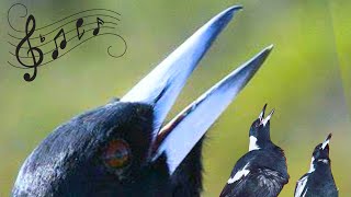 Whats the Secret Behind Australian Birds Harmonious Chorus [upl. by Scurlock]