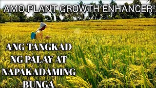 Ang Daming Butil ng Palay ng dahil sa pagamit ko ng Amo Plant Growth Enhancer  Ripening Stage [upl. by Possing]