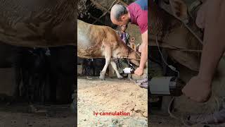 intravenous infusion of calcium borogluconate in jugular veinsiv procedure for a cowcow short [upl. by Xirtaeb]