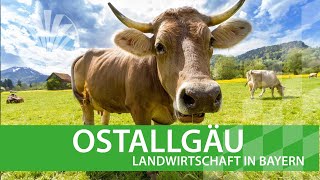 Landwirtschaft in Bayern Ostallgäu [upl. by Mallin]