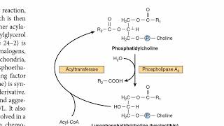 Phosphatidylcholine Metabolism  Lecithin Metabolism  Phospholipids Metabolism  G3P Biosynthesis [upl. by Thema]