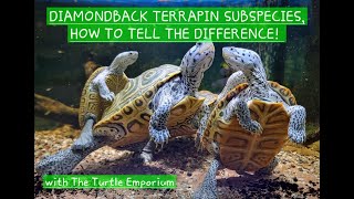 How to differentiate between Diamondback Terrapin Subspecies [upl. by Weide843]