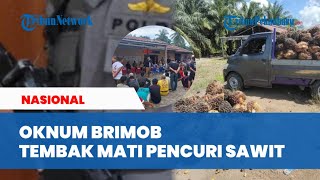 Oknum Brimob Tembak Mati Pencuri Sawit di Bangka Barat Masyarakat Marah dan Geruduk Kantor Desa [upl. by Wolfy]