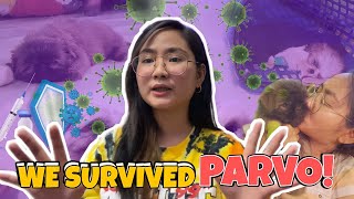 HOW WE SURVIVED PARVO HOW TO FIGHT PARVO VIRUS symptoms tips prevention  Shang Ragasa [upl. by Durkin194]