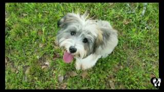 4 month Schnoodle puppy Ruger learning basic obedience with Houston dog training [upl. by Hoisch]