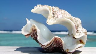 Phylum Mollusca Part 3 Class Bivalvia Clams Oysters Mussels etc [upl. by Weider598]