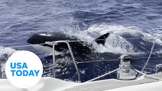 Terrifying moment killer whales attack boat sailing in ‘orca alley’  USA TODAY [upl. by Osner]