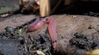 Bodemleven in beeld de regenworm [upl. by Alyal]