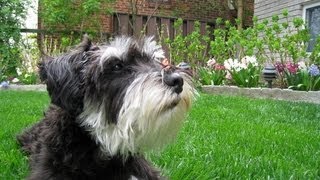 Miniature Schnauzer playing around [upl. by Lennahc]