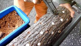 Hand inoculator Shiitake mushroom [upl. by Luane]