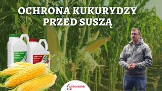 Ochrona kukurydzy przed suszą  stosowanie aminokwasów AgroSorb Folium  PolskieAminokwasypl [upl. by Eittam]