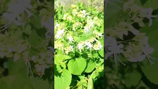 kerala Health benefits clerodendrum infortunatum  Dhara 0 [upl. by Ahsemrac]