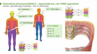 Untere Extremität I Plexus lumbosacralis  Übersicht I Prof Dr med Wirth [upl. by Neeli]