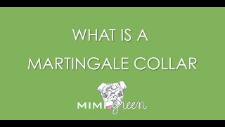 What Is A Martingale Collar  The What Why and How [upl. by Eirrot]