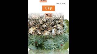 एरंड  Ricinus communis  AYURVEDA bamsnotes aiapgeshorts dravyagunaparyaay plants gk [upl. by Goggin]