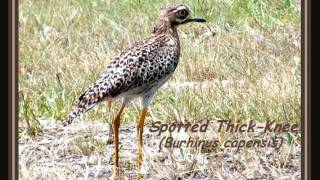 spotted thick knee [upl. by Jerome]