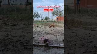 शिकारी कुत्ता latestnews animals farming dairyanimals [upl. by Yelknirb606]