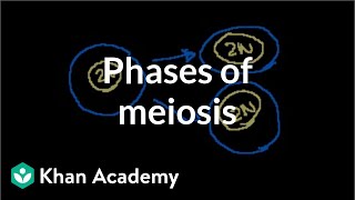 Phases of Meiosis [upl. by Kamilah]