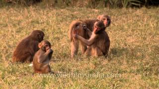 Rhesus monkeys socialize with each other [upl. by Rabbi79]