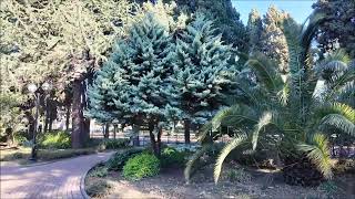 Cupressus arizonica Fastigiata Aurea [upl. by Eniamrehs875]