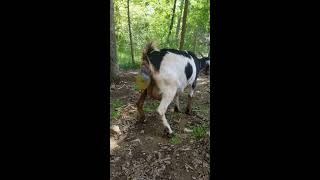 Ally is giving birth to her first of 3 baby goats in this video [upl. by Alba]