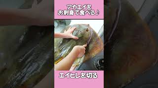 エイを捌いてお刺身で食べる 魚捌く [upl. by Airbas]