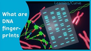 How does DNA fingerprinting work [upl. by Mel]