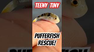 Tiniest Pufferfish Rescue 🐡 shorts pufferfish fishing [upl. by Sherlocke]