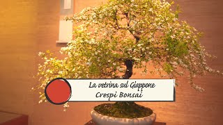 La vetrina sul Giappone CRESPI BONSAI [upl. by Assetak]