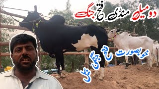 domail mandi today 8112024 latest update ll part 3 ll taxila mandi ll Jamil tv ll [upl. by Leiru]