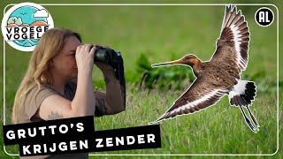 Gruttos krijgen zender  TV  Vroege Vogels [upl. by Hurff]