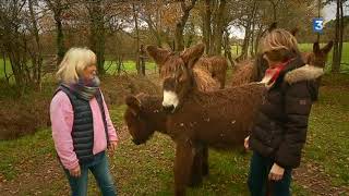 Dans le Morbihan Laurence éleve des baudets du Poitou une race animale protégée [upl. by Radnaskela]