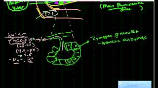 Pancreatic Physiology amp Pathophysiology [upl. by Nojram863]