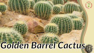 GOLDEN BARREL CACTUS Information and Growing Tips  Echinocactus grusonii 🌵🌵🌵 [upl. by Nick]