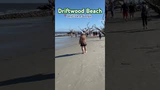 Driftwood Beach driftwood beach jekyllisland beach atlanticocean driftwood georgia coast [upl. by Martineau]