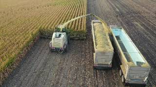 Malecha Dairys Corn Silage [upl. by Jerrie]