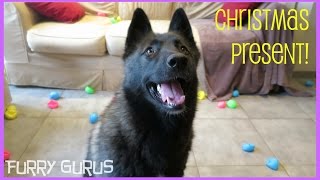 Dogs opening Christmas present 100 Balls [upl. by Urbano879]