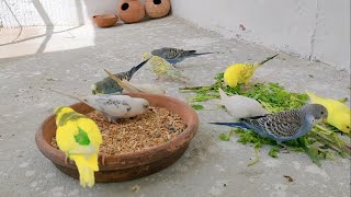 Budgies New Home  Parakeets New Colony  Budgerigar New Life Begins [upl. by Akienom]