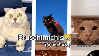 BRUSCHIMICHIS😹💗 30 minutos de risa🐈💕  bruschimichis humor [upl. by Atekin]