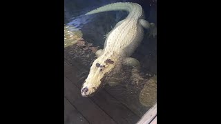 Gatorland Orlando Florida [upl. by Llecrup709]