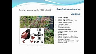 Pennisetum setaceum Rubrum plante annuelle [upl. by Anen]