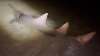 Fort Myers Beach Fishing Multiple Huge Sawfish [upl. by Bobbi]