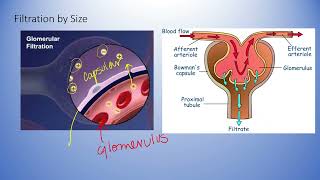 Filtration in the Renal Corpuscle [upl. by Ylevol]