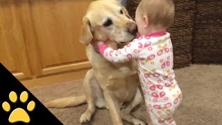 Cute Dogs And Adorable Babies Compilation [upl. by Nonnairb]