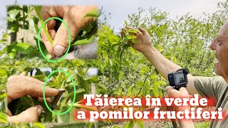 Taierea in verde a pomilor fructiferi pentru incepatori [upl. by Glialentn]