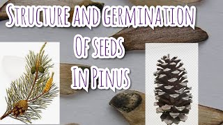 Structure and Germination of seeds in Pinus [upl. by Tymes]