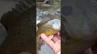 Creek Fishing Fish 2 sunfish of 6 [upl. by Novyaj153]