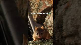 Antechinus 😳😮🤯 [upl. by Yllen]